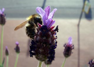 Hummel Hummel