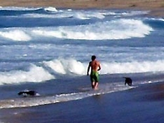 Hund am Strand